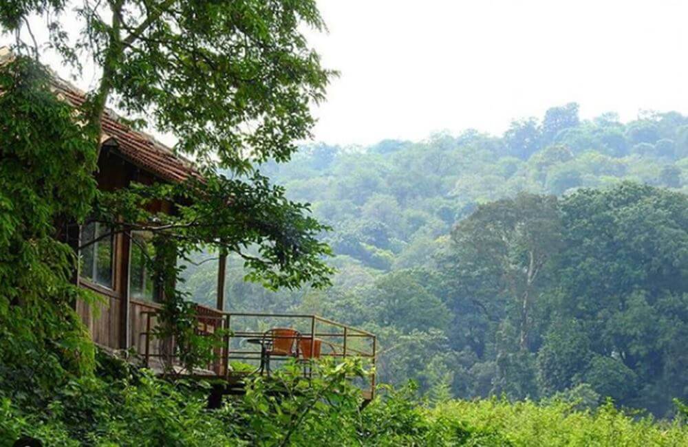 Jungle Trails